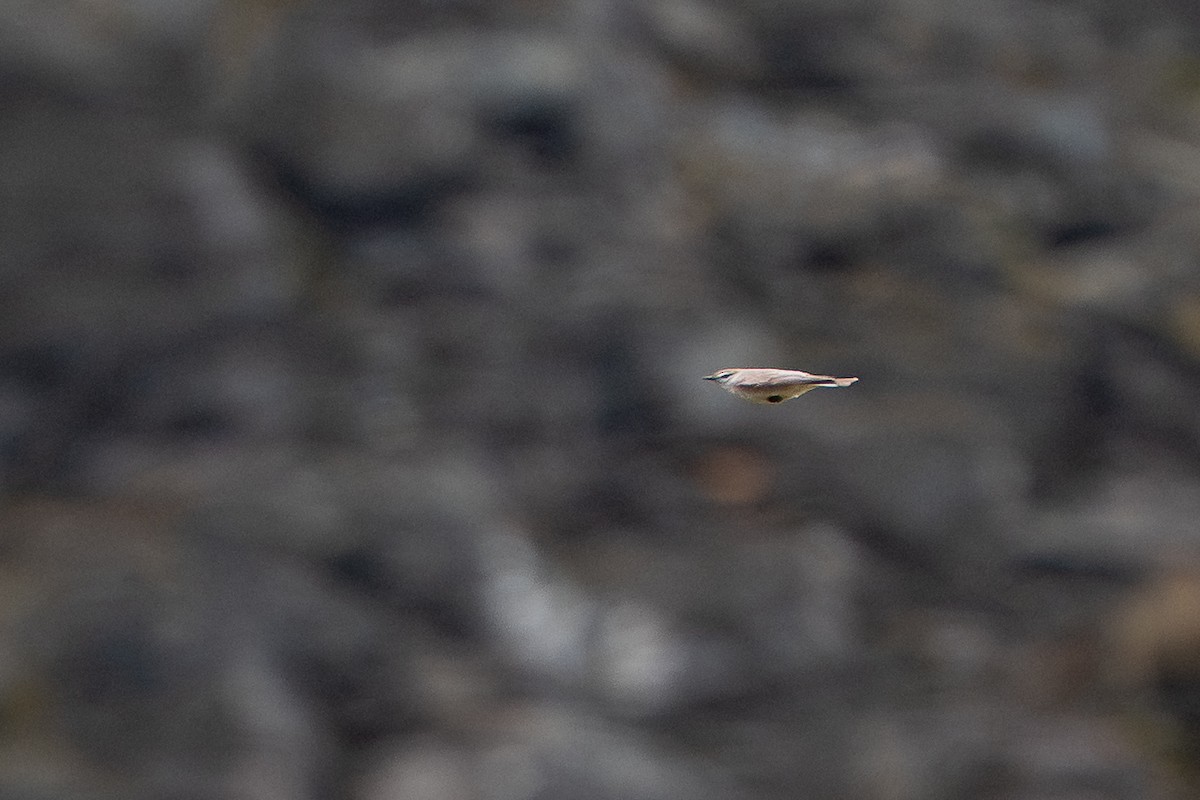 White-browed Ground-Tyrant - ML644142401