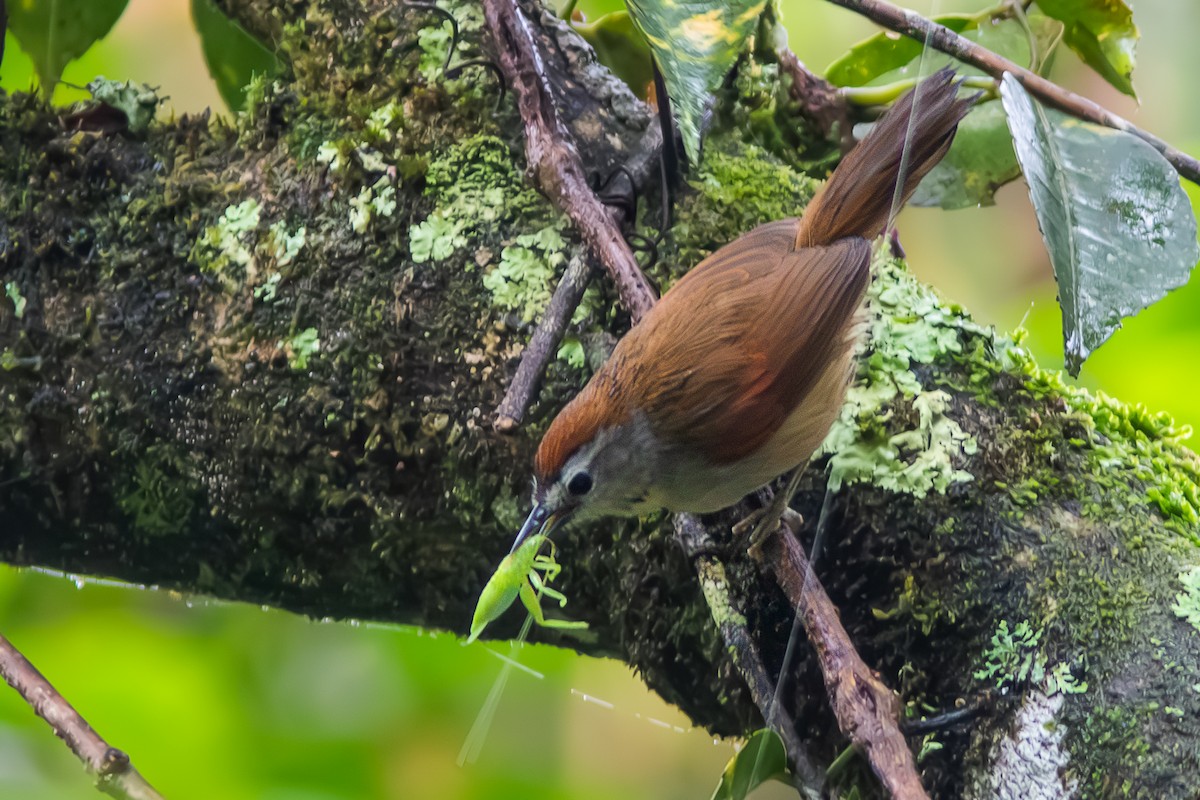 Crescent-chested Babbler - ML644142402