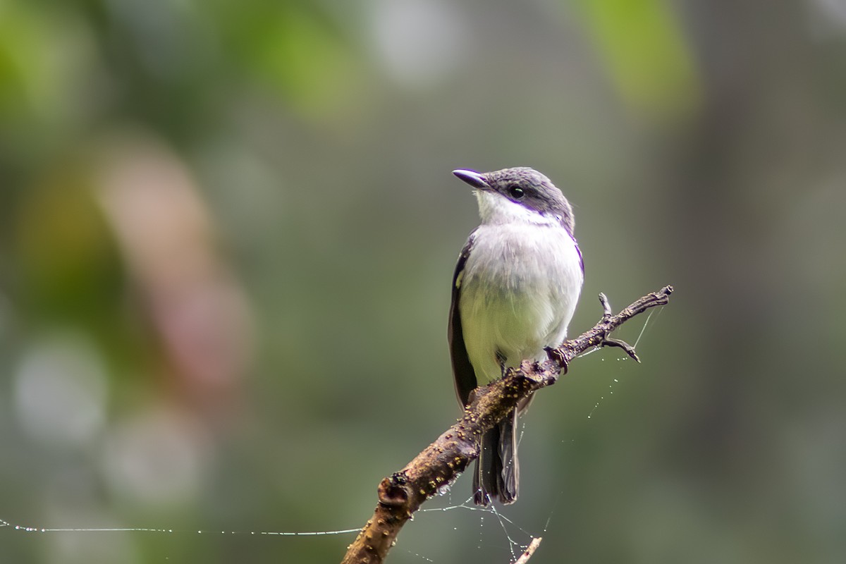 Black-winged Flycatcher-shrike - ML644142407