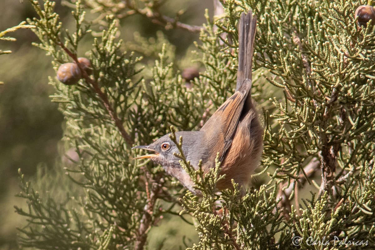 チャバラムシクイ - ML644142410