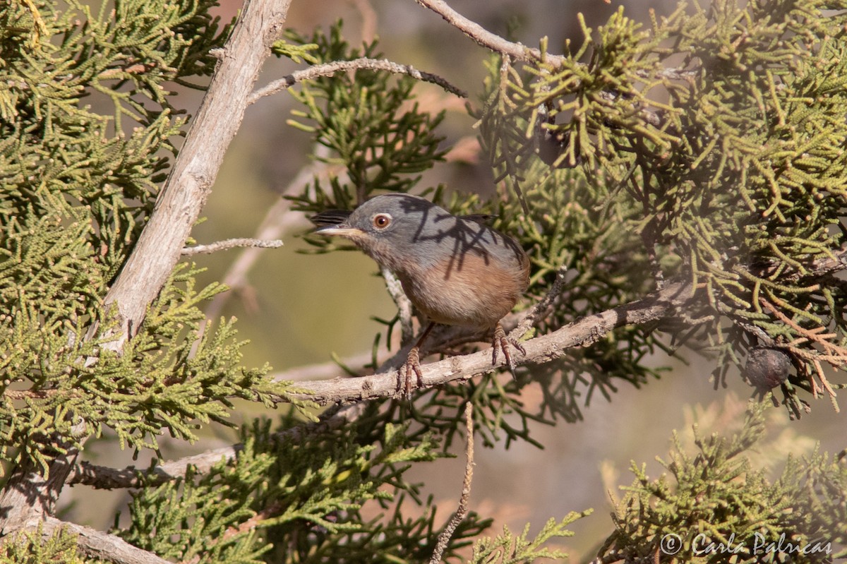 チャバラムシクイ - ML644142411