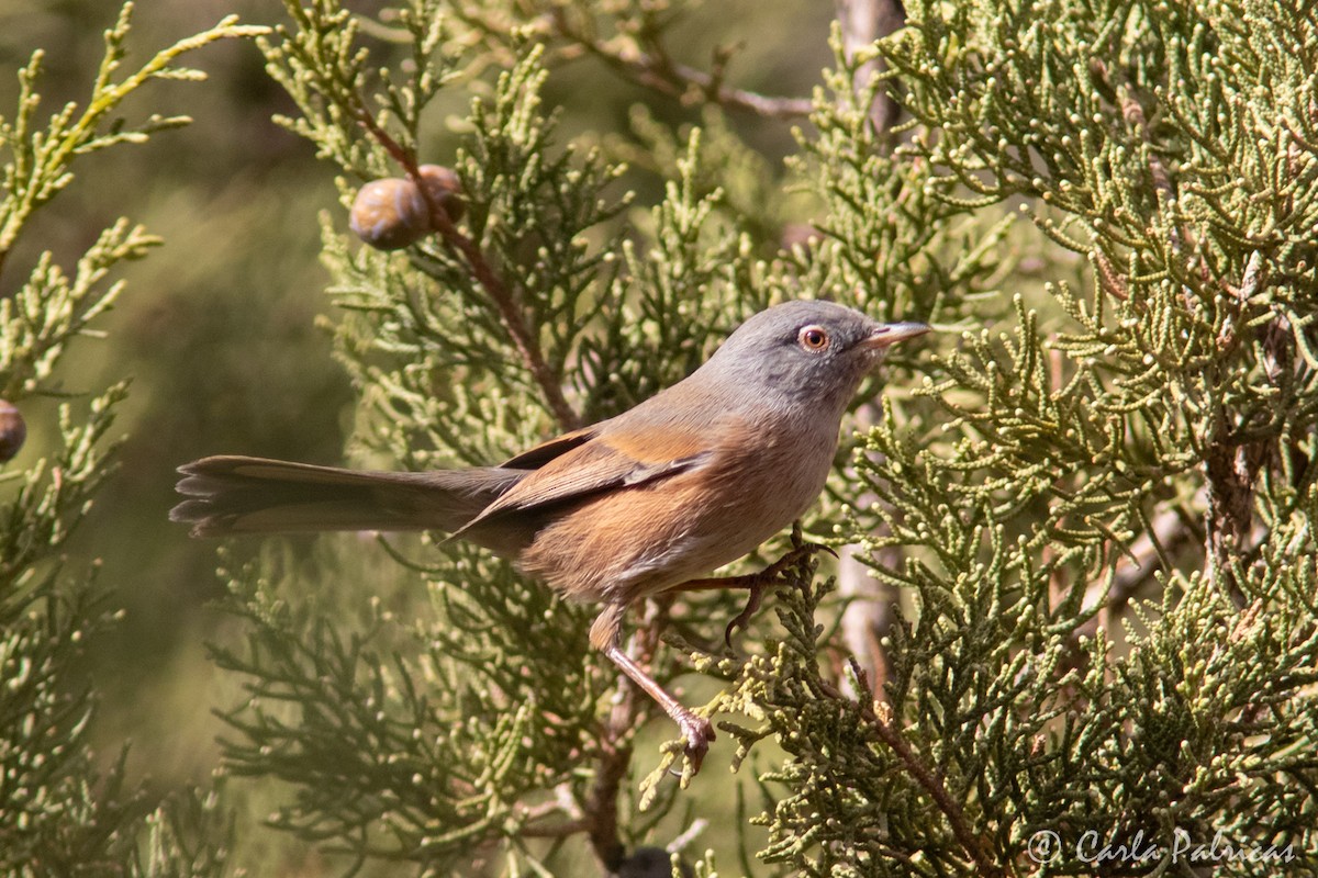 チャバラムシクイ - ML644142412