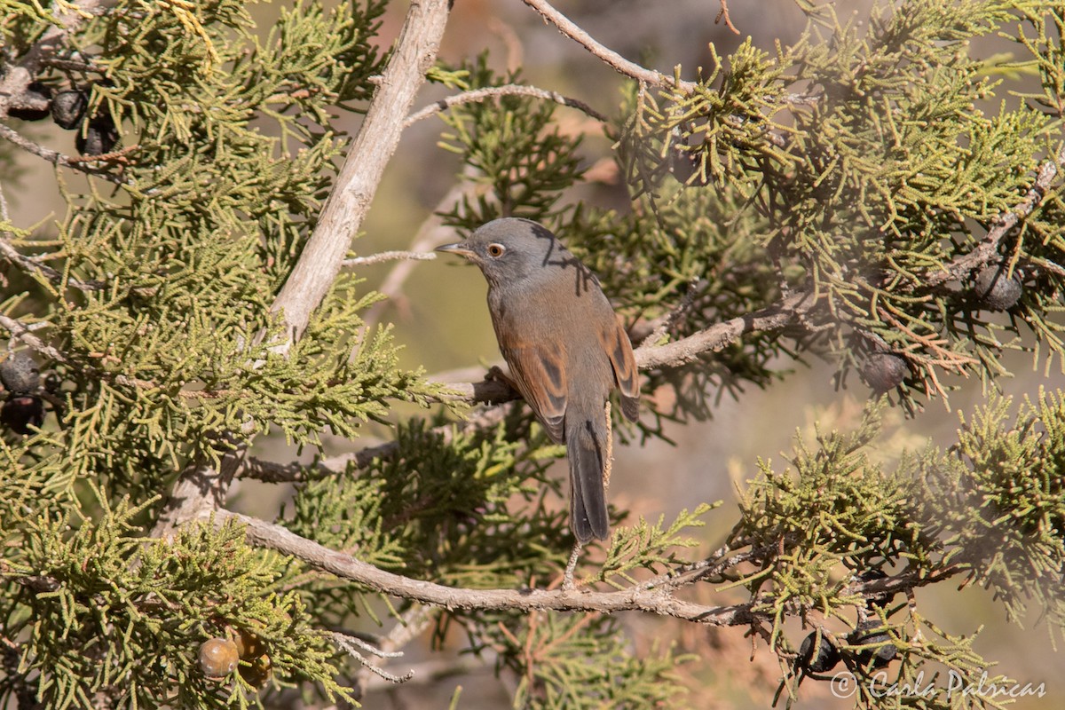 チャバラムシクイ - ML644142413