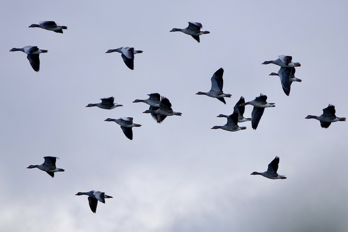 Graylag Goose - ML644142433