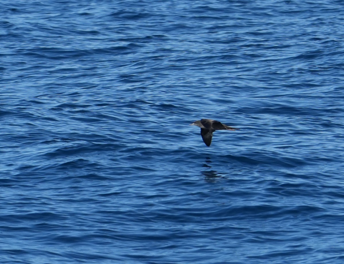 Wedge-tailed Shearwater - ML644142439