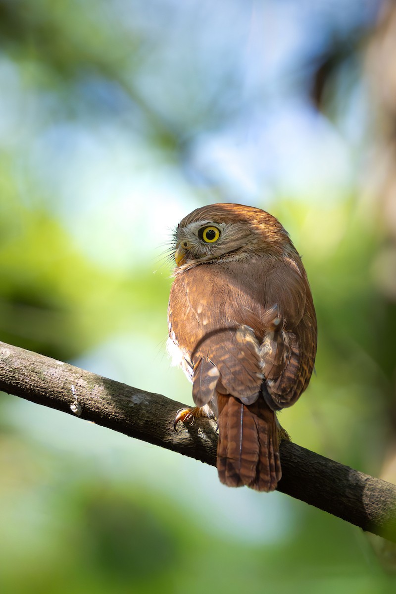 Ferruginous Pygmy-Owl - ML644142443