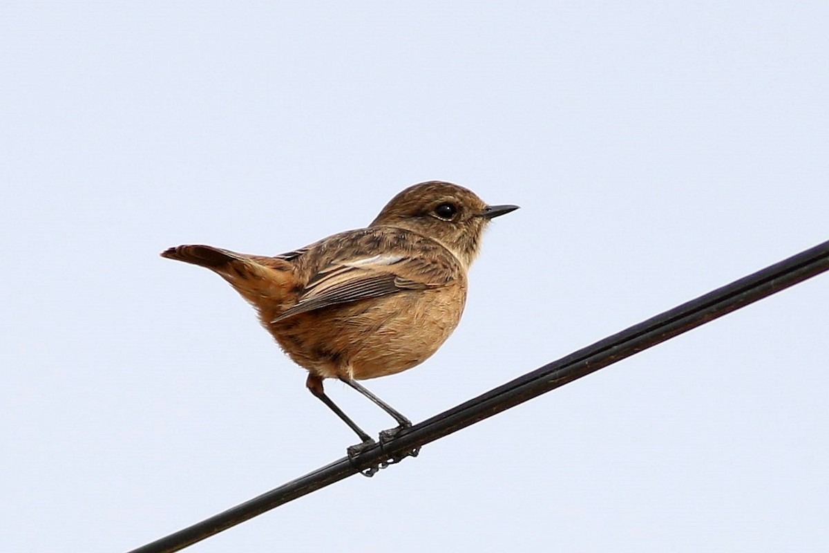 European Stonechat - ML644142463