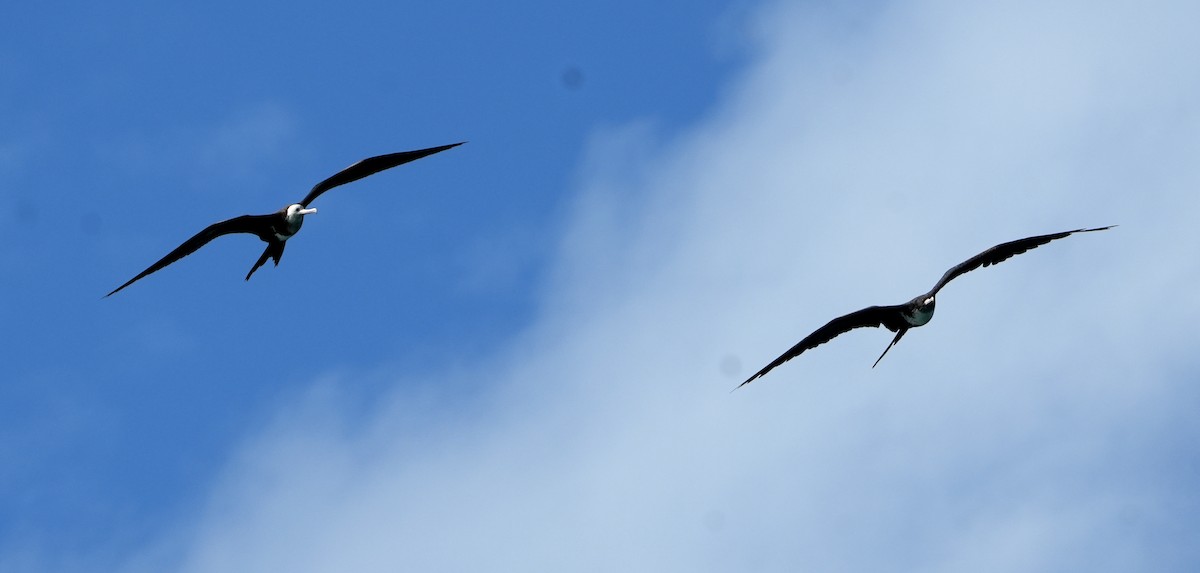 Great Frigatebird - ML644142465