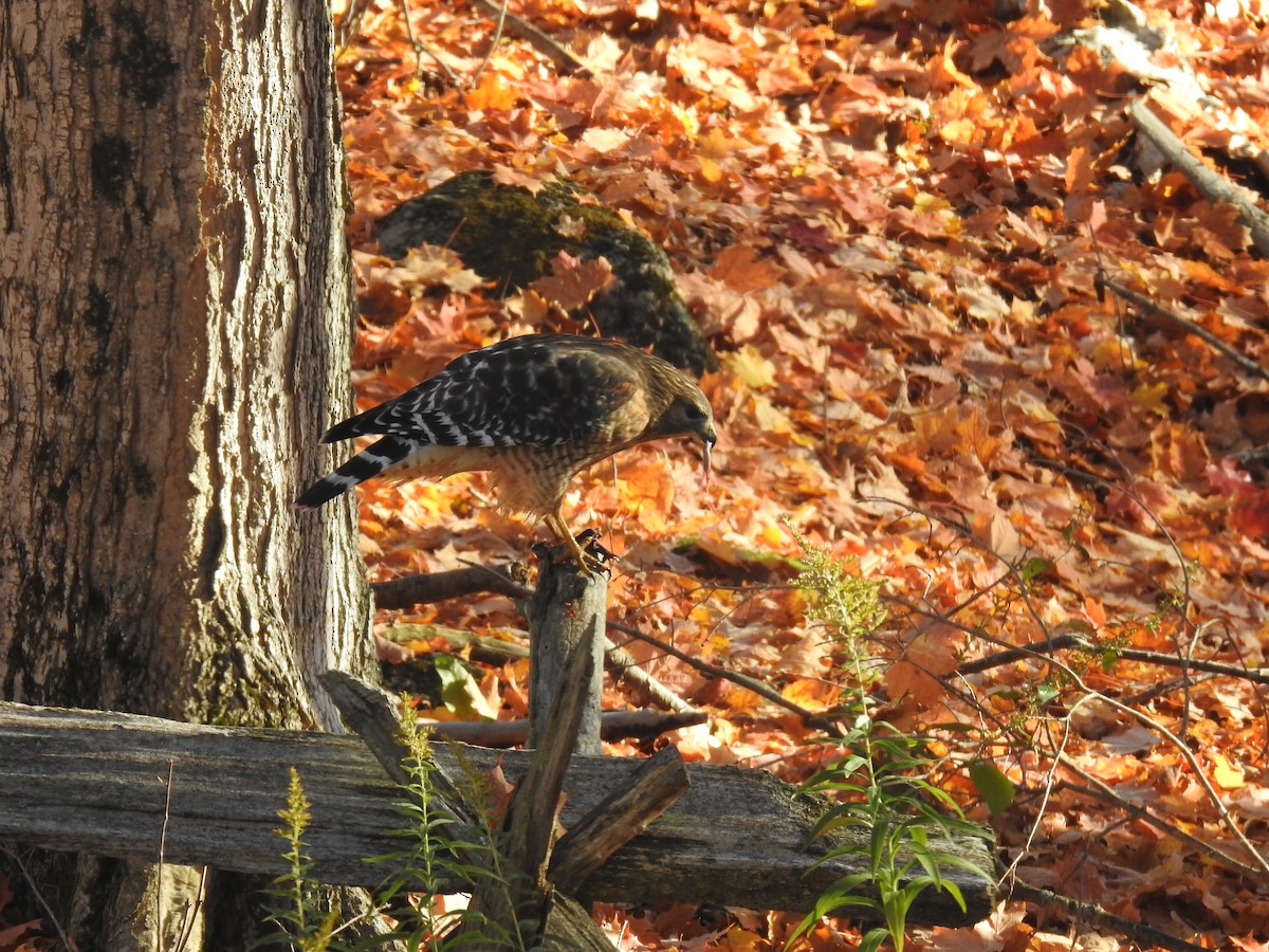 Red-shouldered Hawk - ML644142467