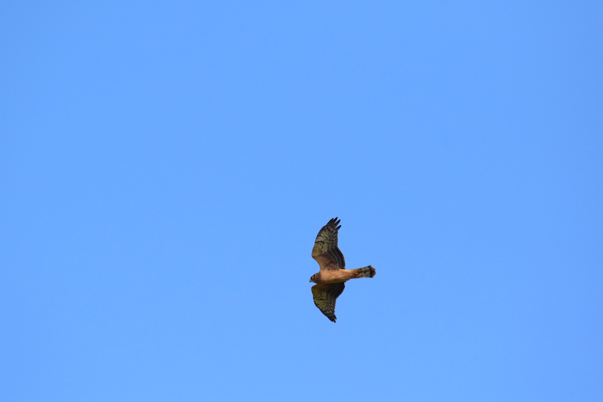 Northern Harrier - ML644142468