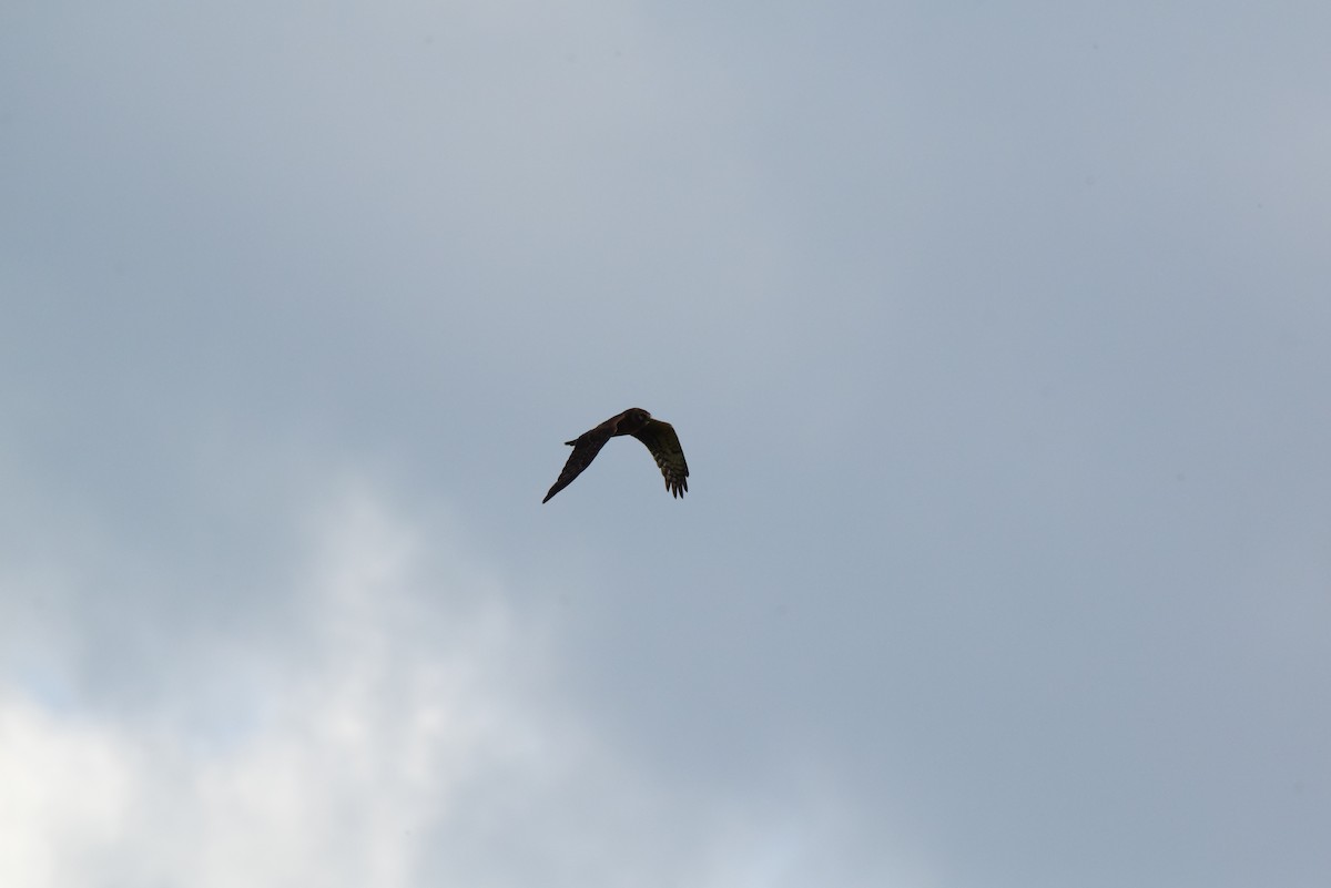 Northern Harrier - ML644142469
