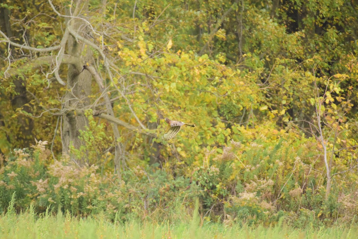 Northern Harrier - ML644142471