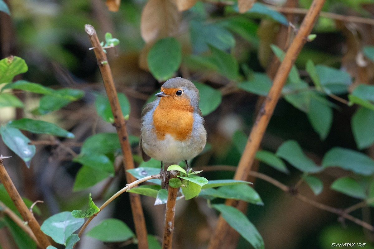 European Robin - ML644142504