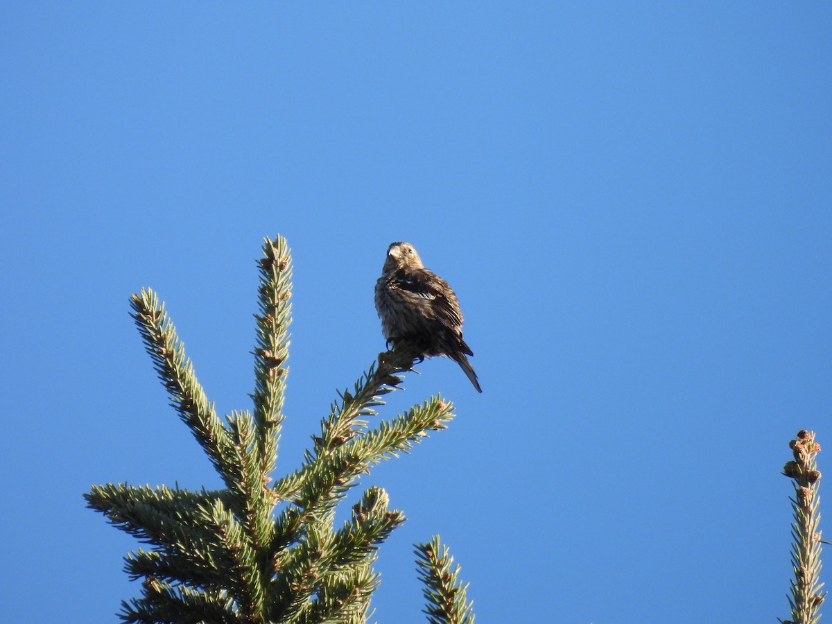 White-winged Crossbill - ML644142526