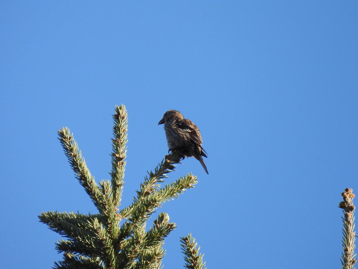 White-winged Crossbill - ML644142527