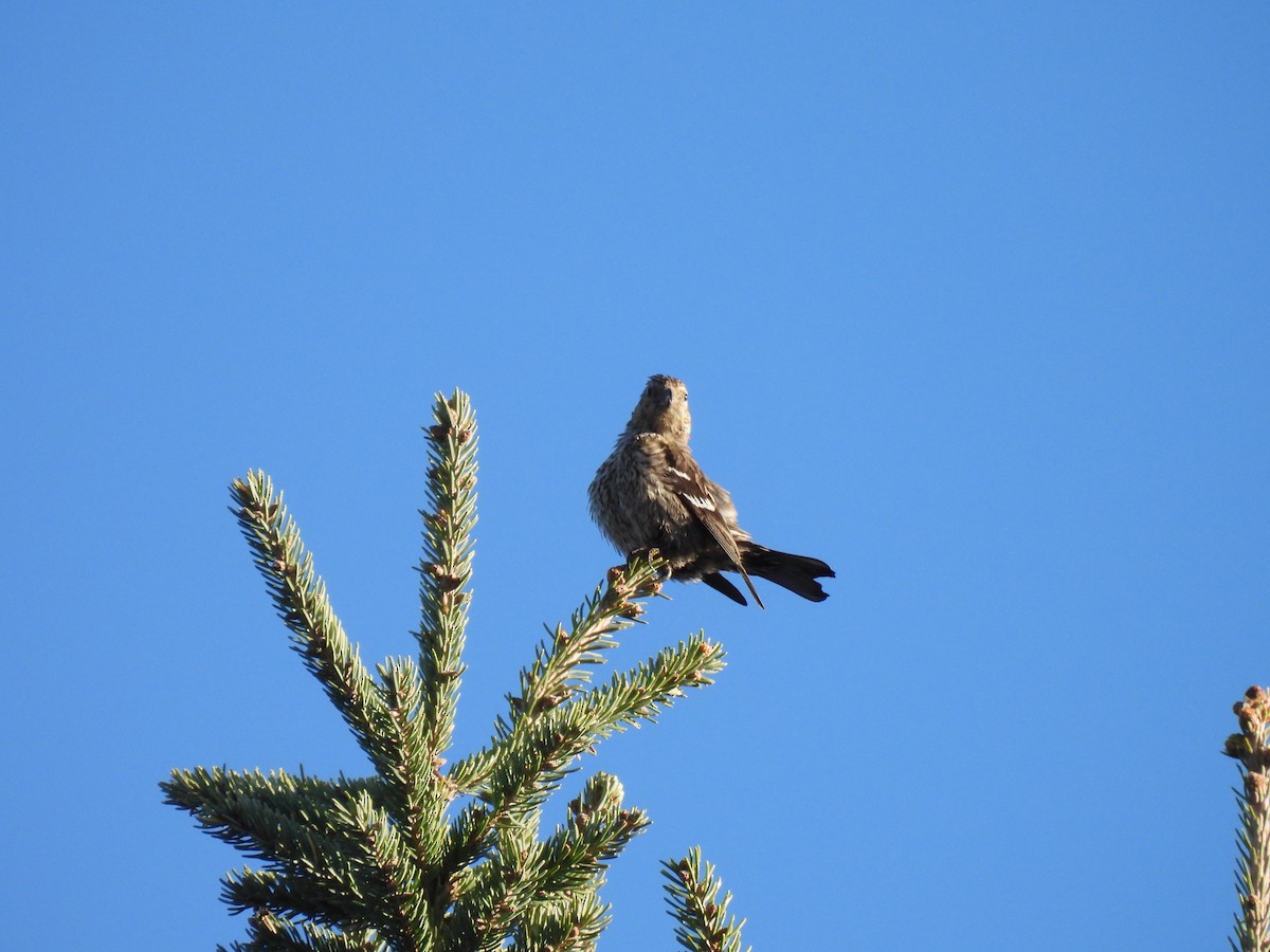 White-winged Crossbill - ML644142528