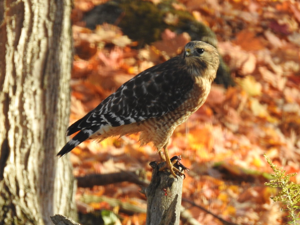 Red-shouldered Hawk - ML644142533