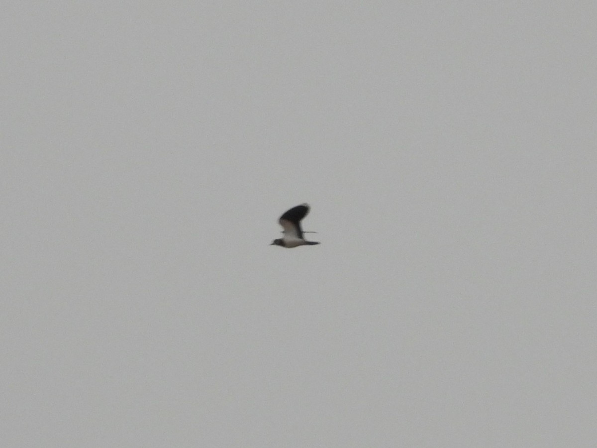 Northern Lapwing - ML644142534