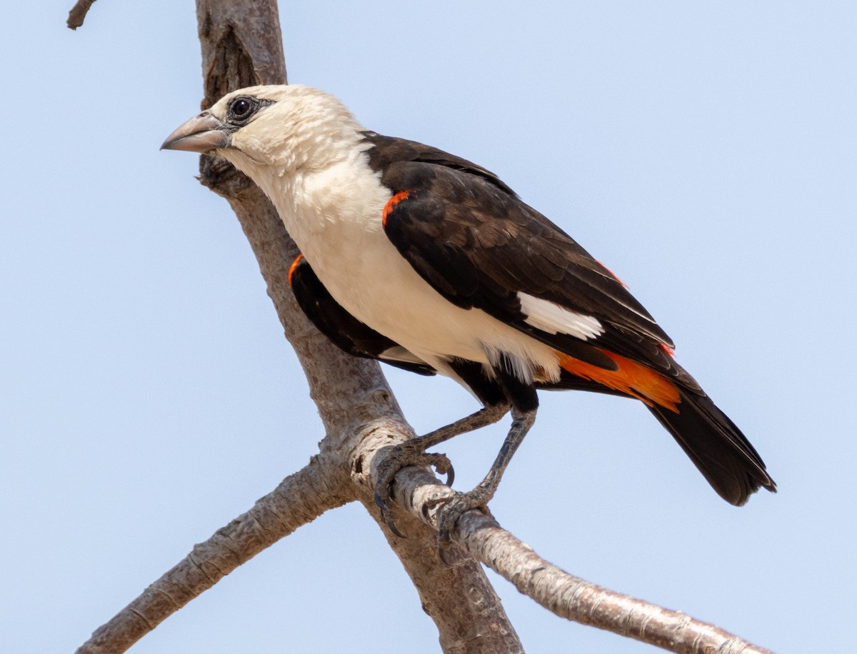 Alecto à tête blanche - ML644142545