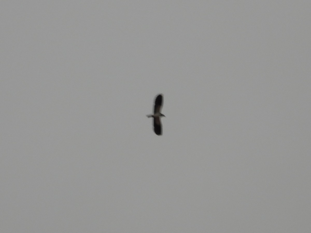 Northern Lapwing - ML644142548