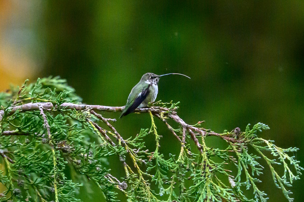 Anna's Hummingbird - ML644142555
