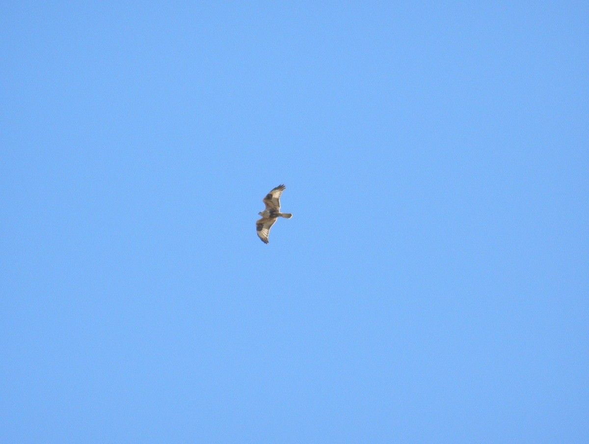 Тарлан сар - ML644142557