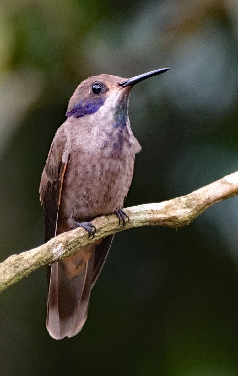 Бурый фиалкоух - ML644142563