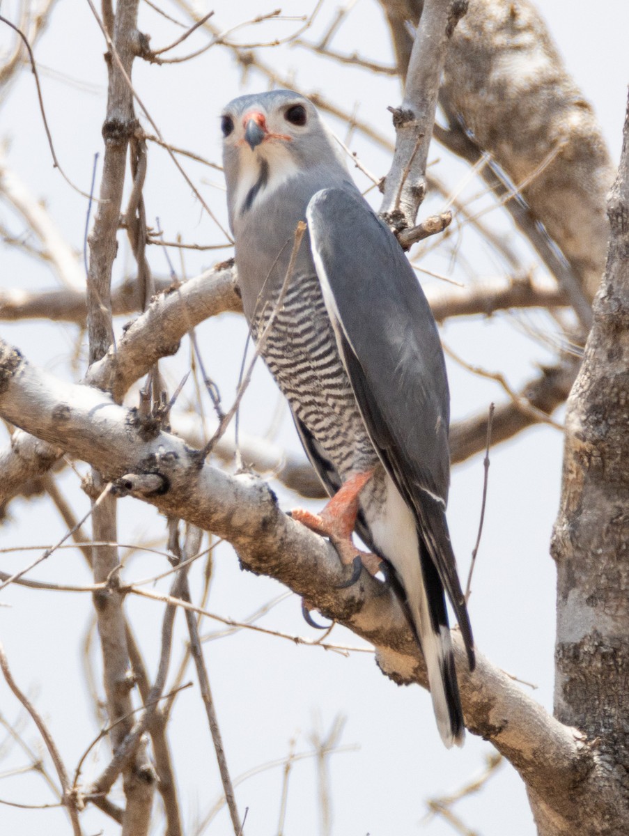 Lizard Buzzard - ML644142566