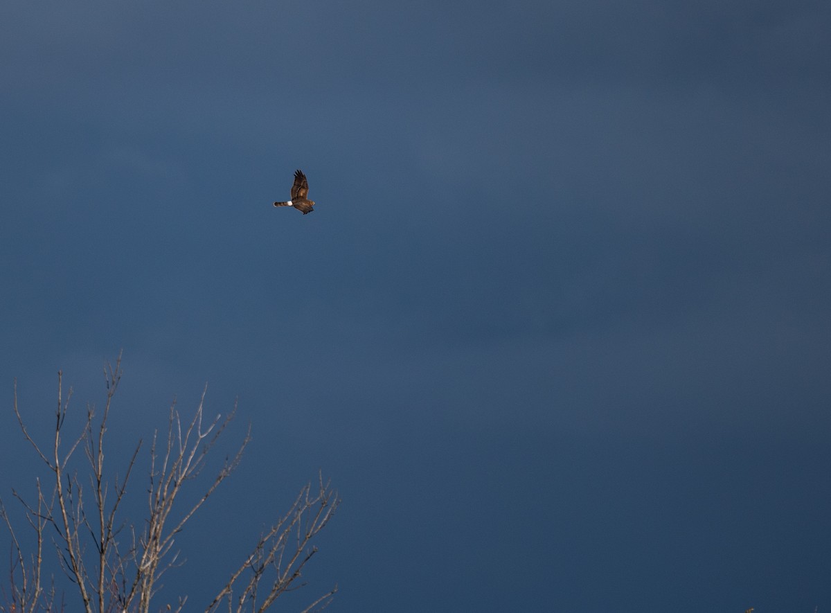 Northern Harrier - ML644142570