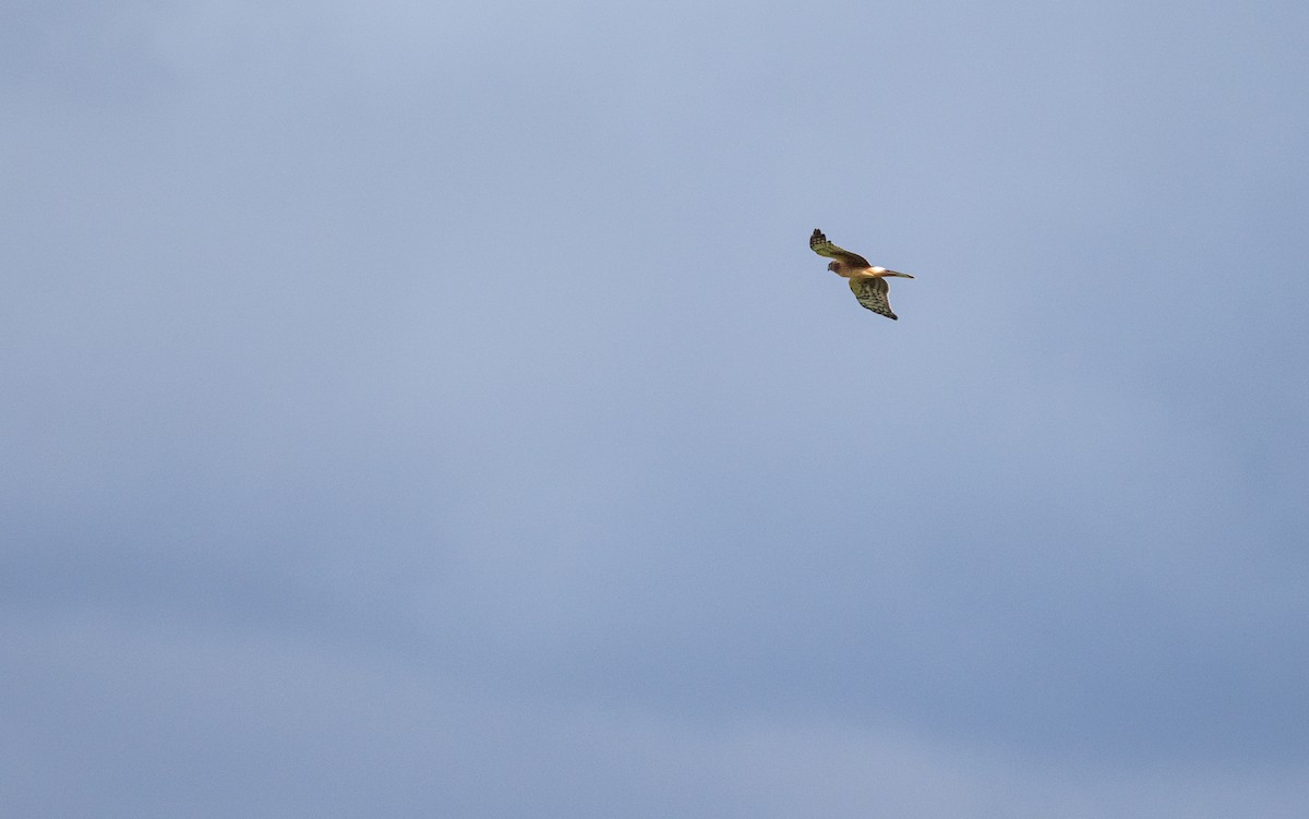 Northern Harrier - ML644142571