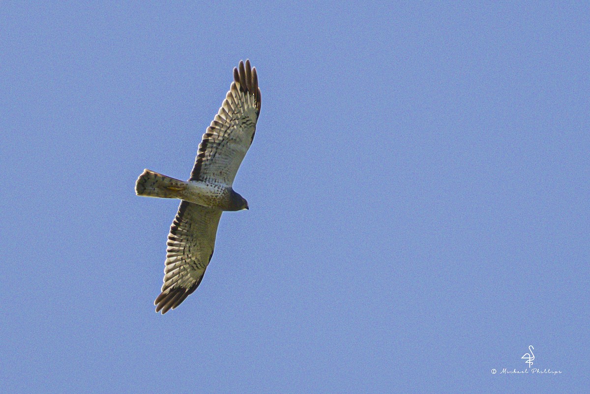 Northern Harrier - ML644142584