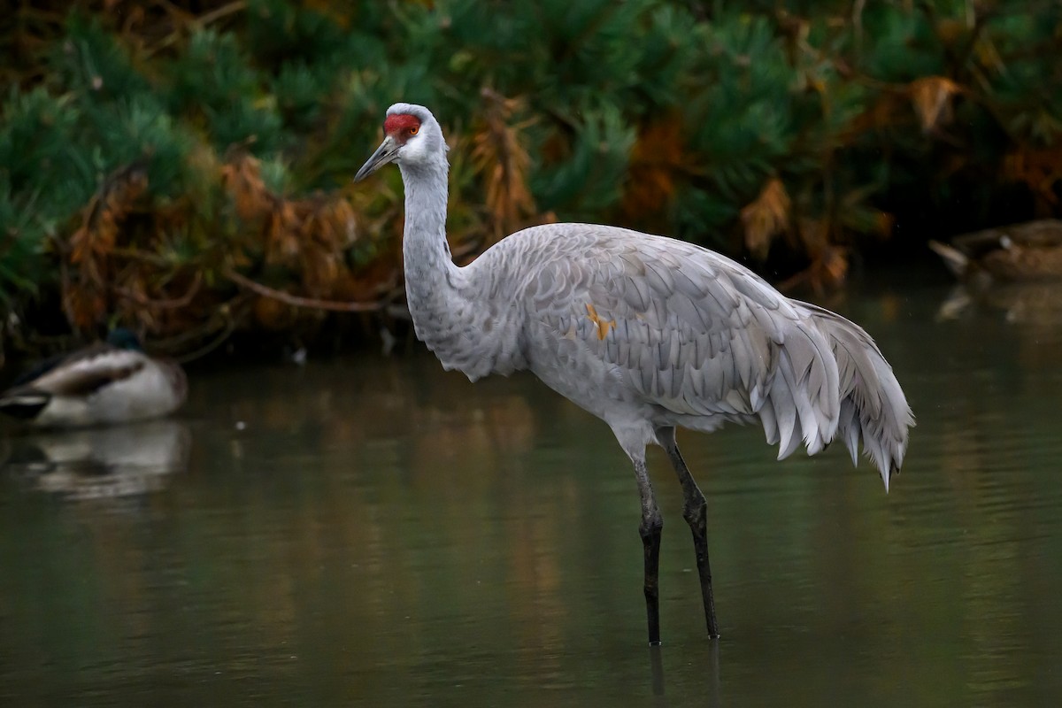 Sandhill Crane - ML644142593