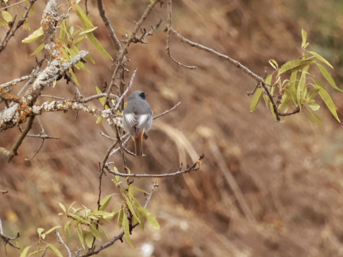 Black Redstart - ML644142594