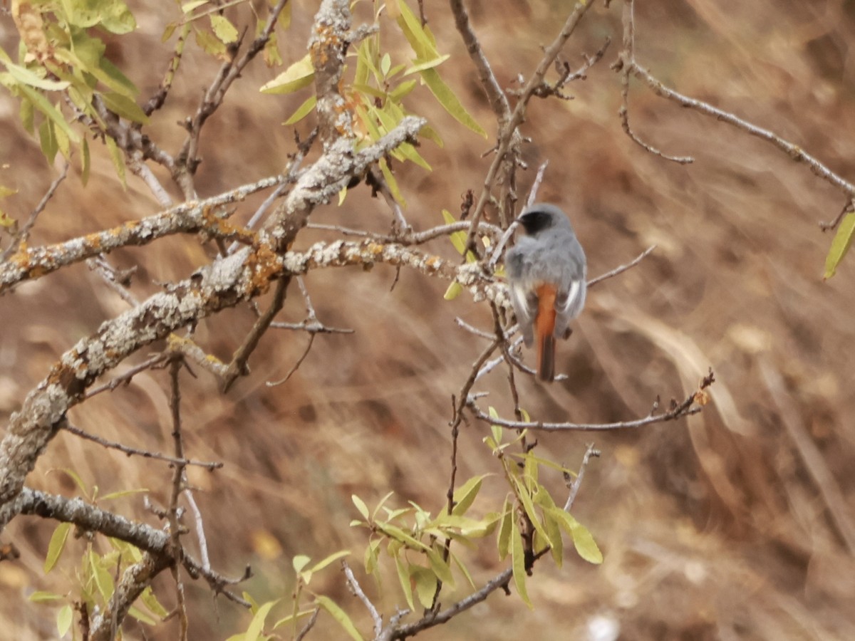 Black Redstart - ML644142601