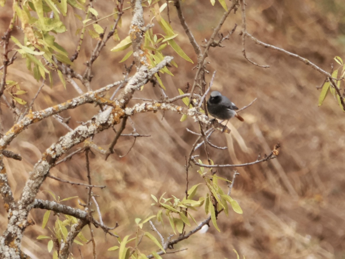 Black Redstart - ML644142605
