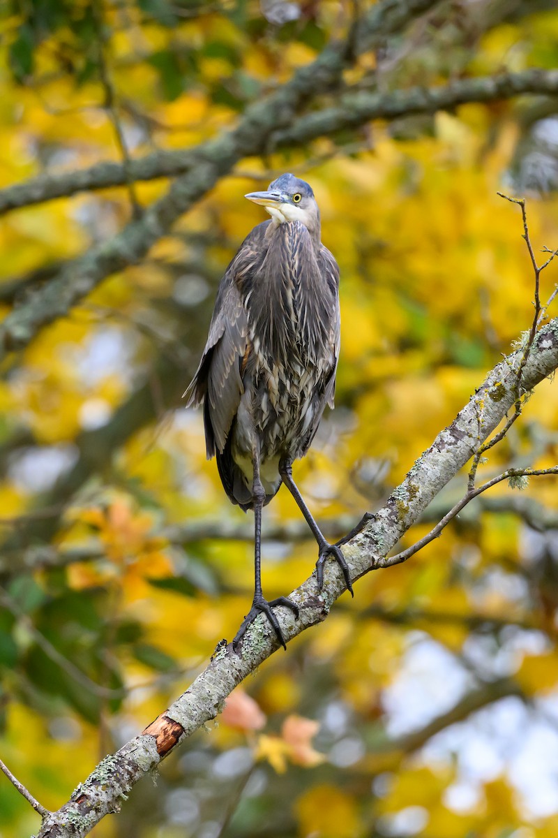 Great Blue Heron - ML644142606