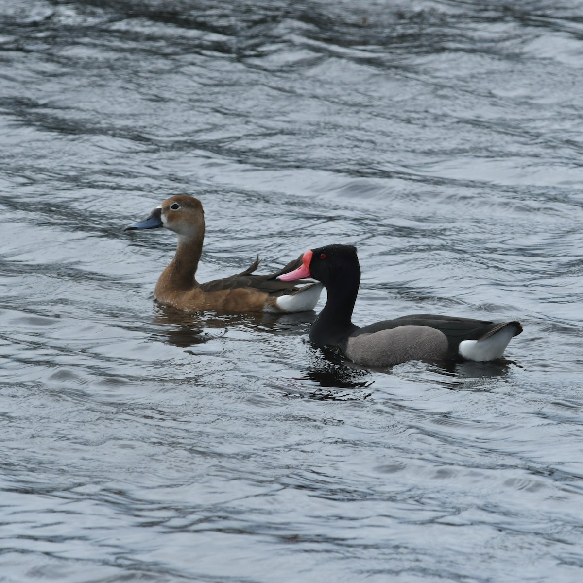 Rosy-billed Pochard - ML644142607