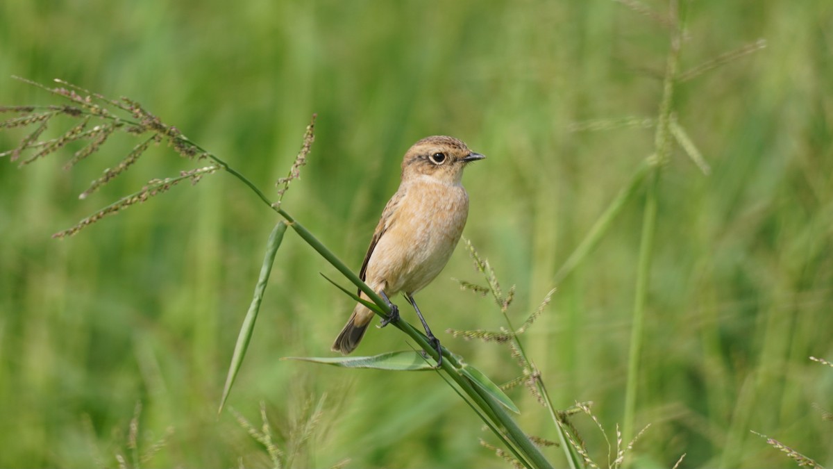Amur Stonechat - ML644142614