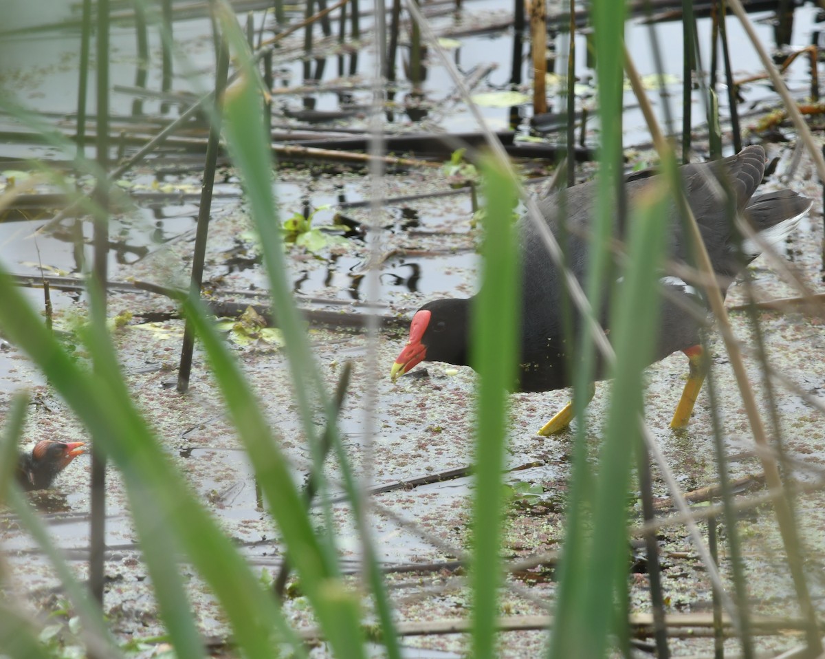 Gallinule d'Amérique - ML644142619