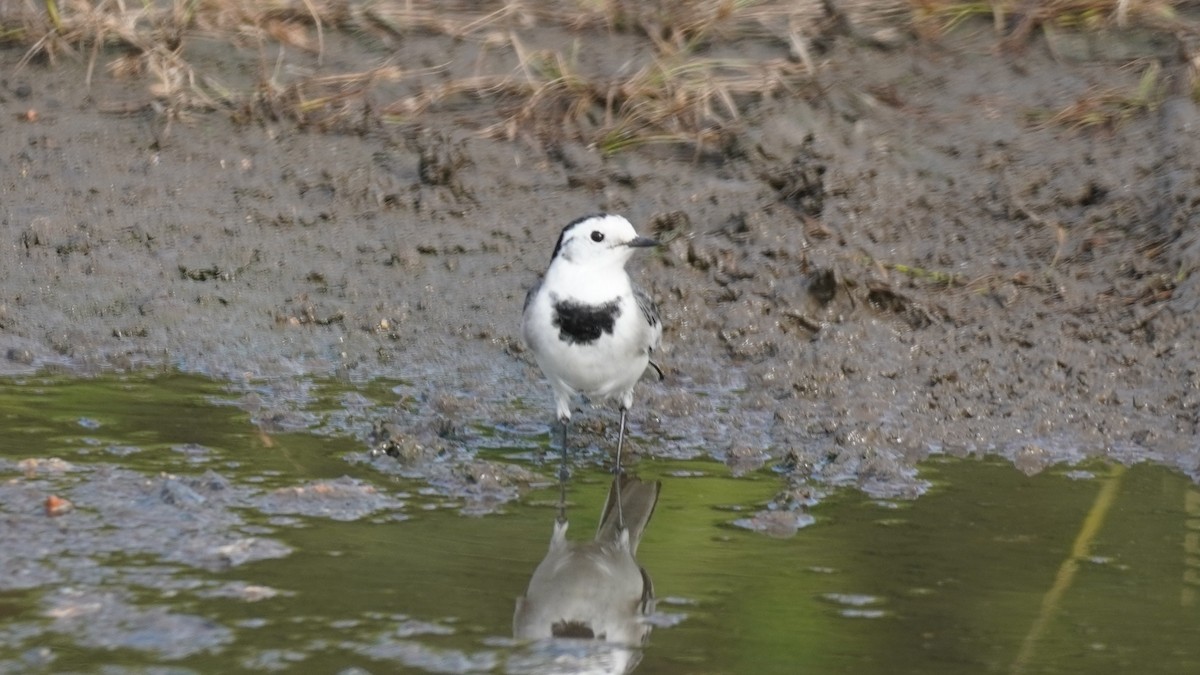 White Wagtail - ML644142622