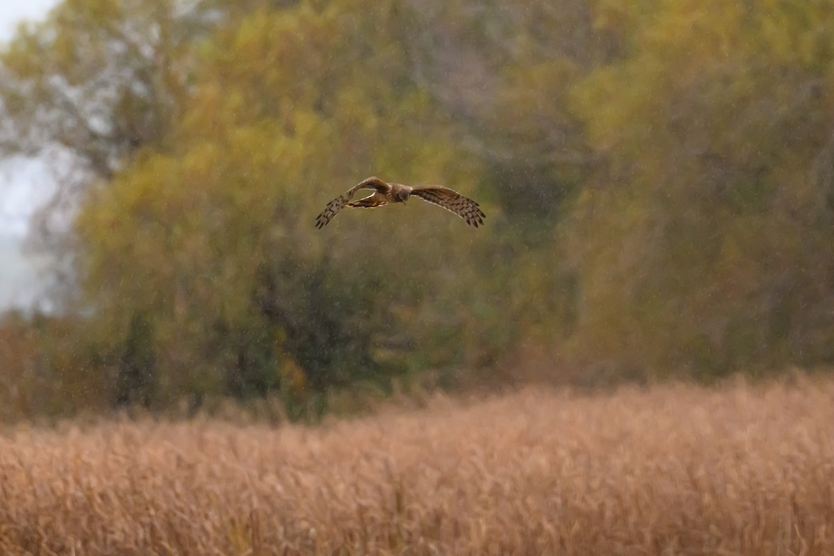 Northern Harrier - ML644142625