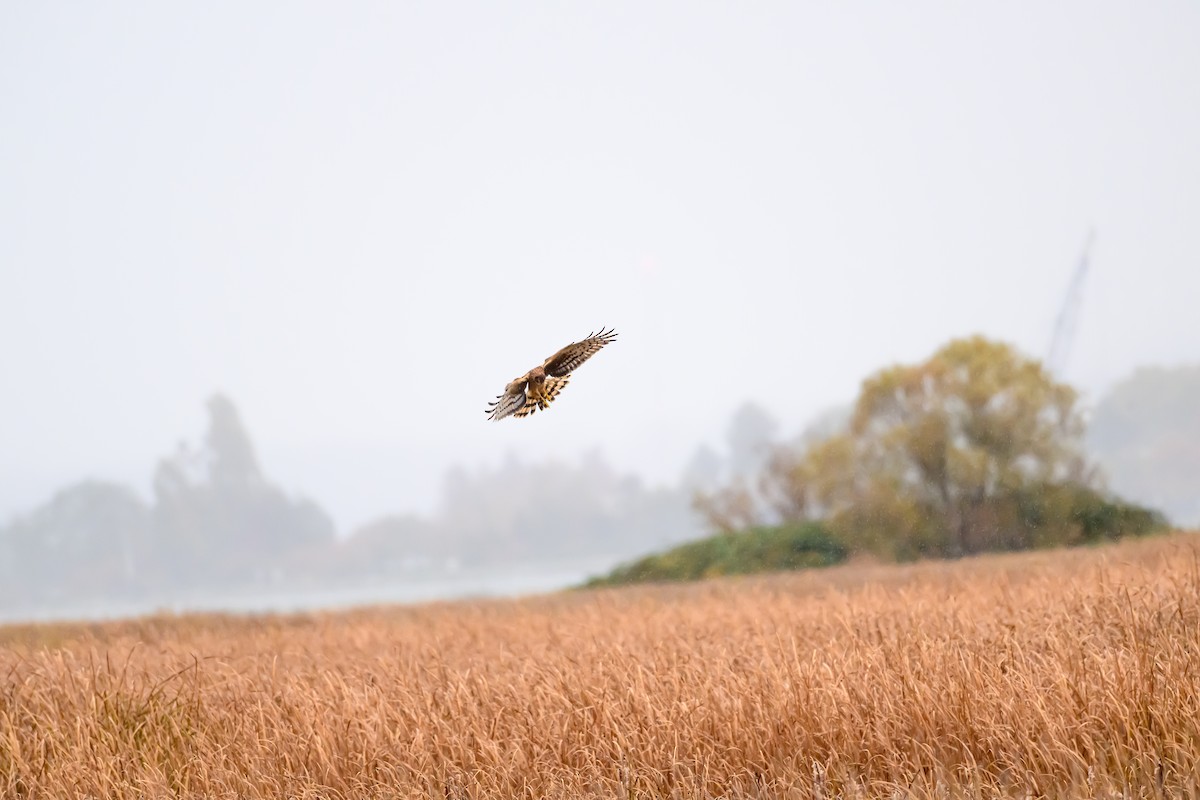 Northern Harrier - ML644142626