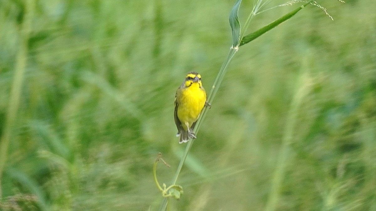 Yellow-fronted Canary - ML644142628