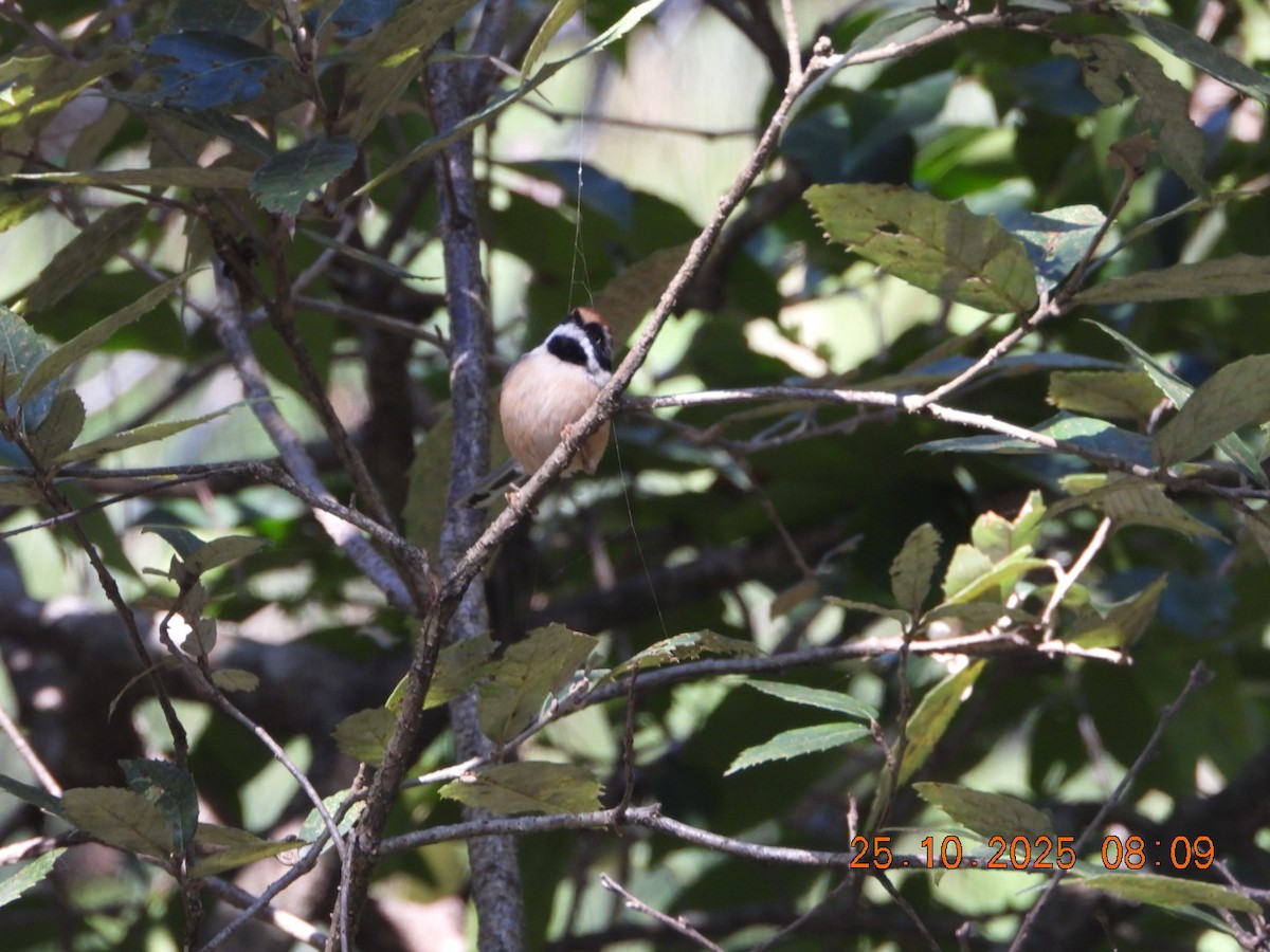 Black-throated Tit - ML644142631
