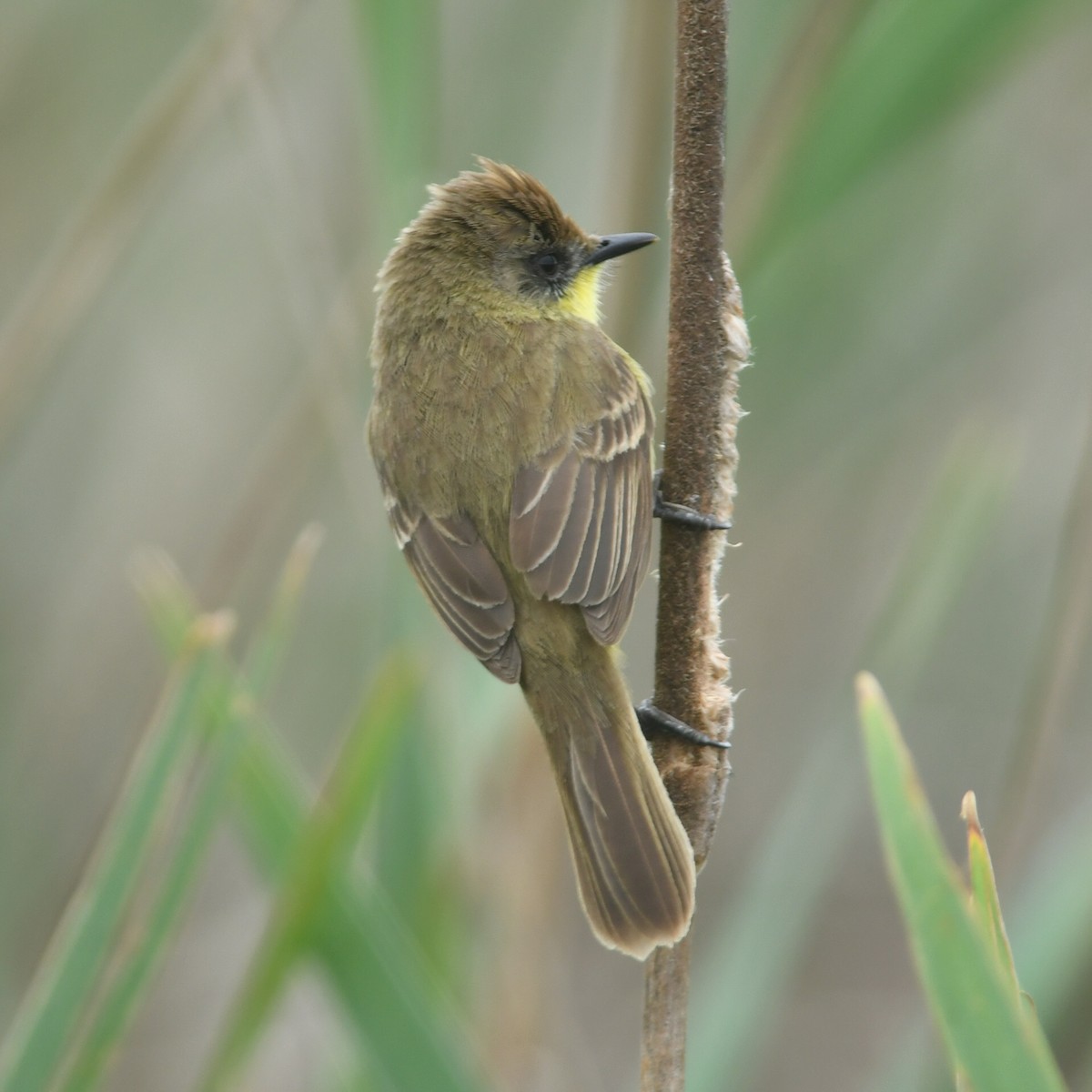 Warbling Doradito - ML644142633