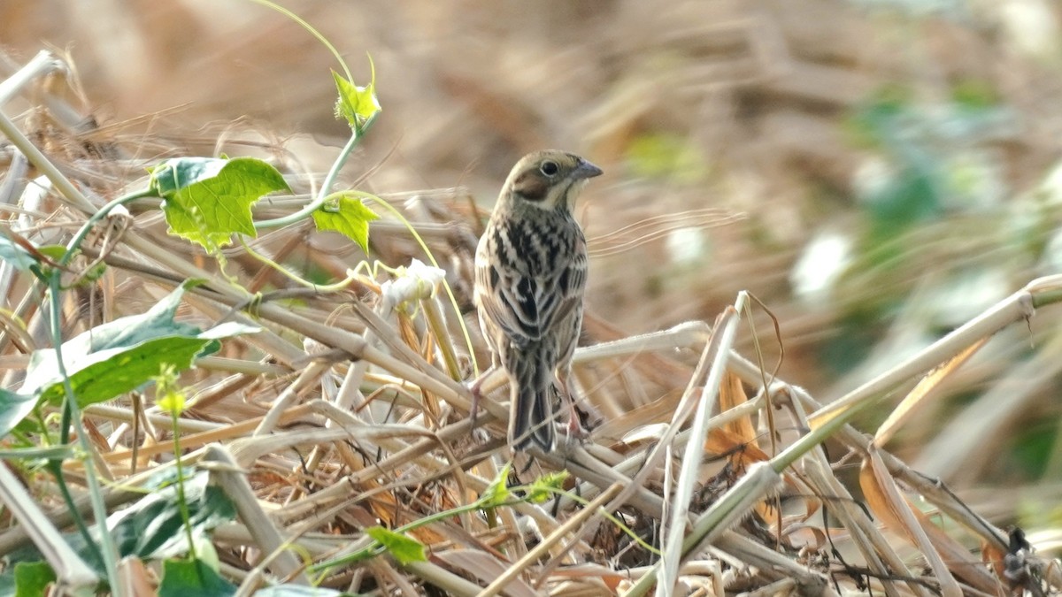 Шар нүдэн хөмрөг - ML644142634