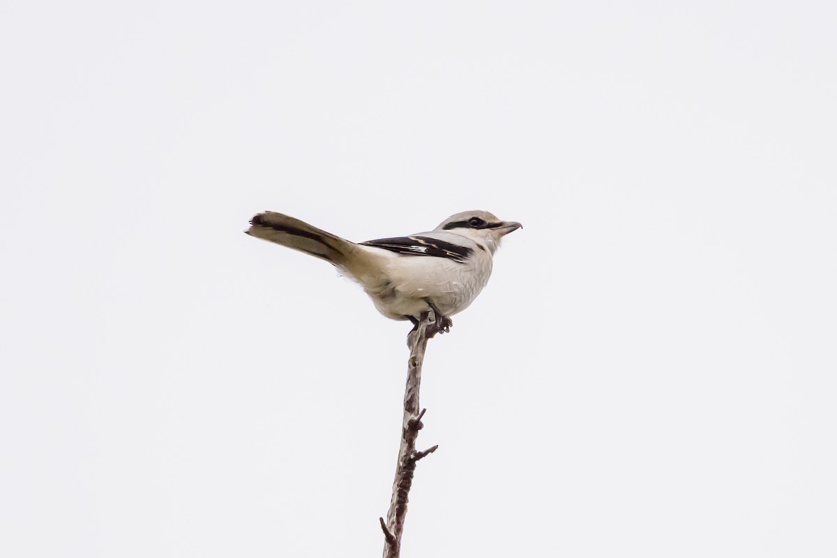 Northern Shrike - ML644142640