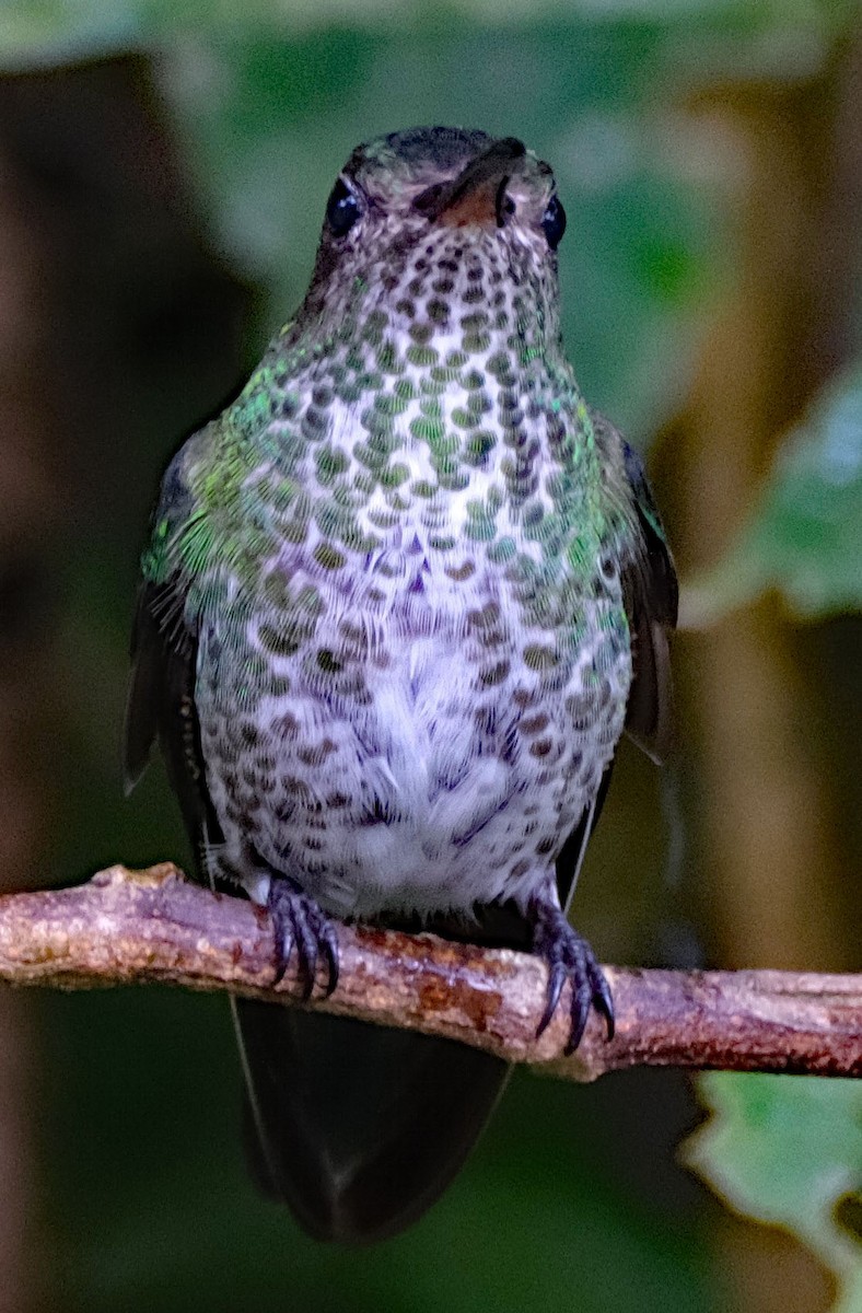 Many-spotted Hummingbird - ML644142643