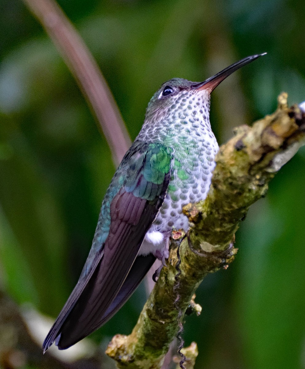 Many-spotted Hummingbird - ML644142644