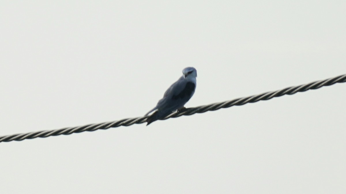 Black-winged Kite - ML644142649